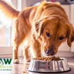 warum-trockenfutter-hund-kaltgepresst